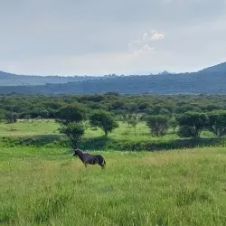 Spioenkop Nature Reserve - Ladysmith