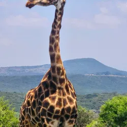 Spioenkop Nature Reserve - Ladysmith