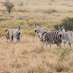Spioenkop Nature Reserve - Ladysmith