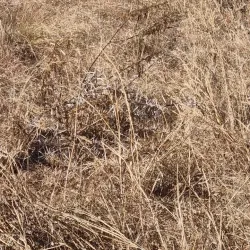 Spioenkop Nature Reserve - Ladysmith