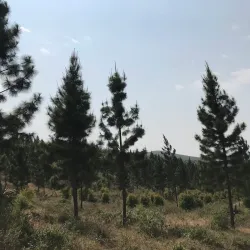 Hanglip Mountain - Louis Trichardt