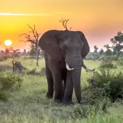Kruger National Park (Southern Entrance) - Louis Trichardt