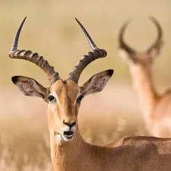 Kruger National Park (Southern Entrance) - Louis Trichardt
