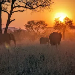 Kruger National Park (Southern Entrance) - Louis Trichardt