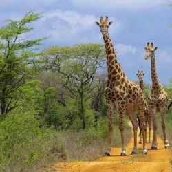 Vhembe Biosphere Reserve - Louis Trichardt