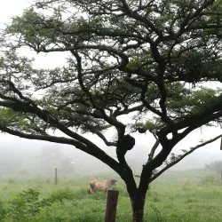 Vhembe Biosphere Reserve - Louis Trichardt