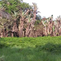 Mpenjati Nature Reserve - Margate