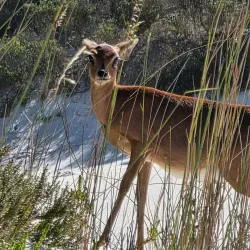 Atlantis Dunes - Melkbosstrand