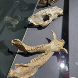 West Coast Fossil Park - Melkbosstrand