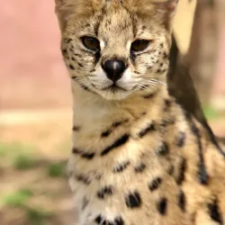 Lory Park Zoo and Sanctuary - Midrand