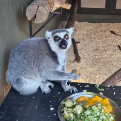 Lory Park Zoo and Sanctuary - Midrand