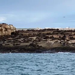 Seal Island - Mossel Bay