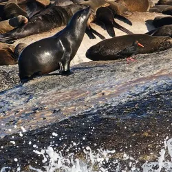 Seal Island - Mossel Bay