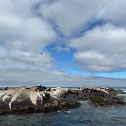 Seal Island - Mossel Bay