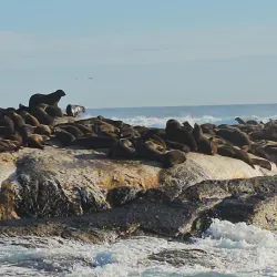 Seal Island - Mossel Bay