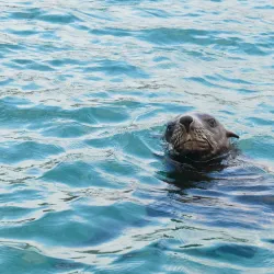 Seal Island - Mossel Bay