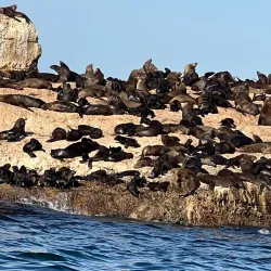 Seal Island - Mossel Bay