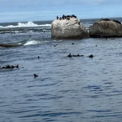 Seal Island - Mossel Bay