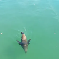 Seal Island - Mossel Bay