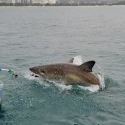 Seal Island - Mossel Bay