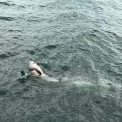 Shark Cage Diving - Mossel Bay