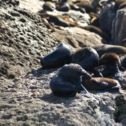 Shark Cage Diving - Mossel Bay