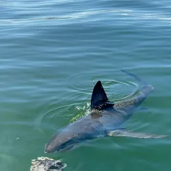 Shark Cage Diving - Mossel Bay