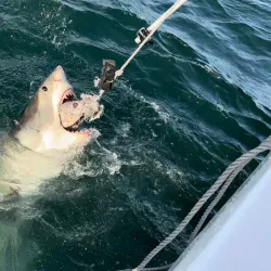 Shark Cage Diving - Mossel Bay