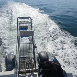 Shark Cage Diving - Mossel Bay