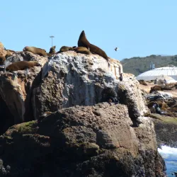 Shark Cage Diving - Mossel Bay