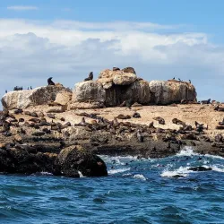 Shark Cage Diving - Mossel Bay