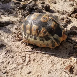 False Bay Nature Reserve - Muizenberg