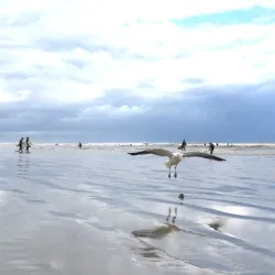 Muizenberg Beach - Muizenberg