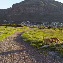Zandvlei Estuary Nature Reserve - Muizenberg