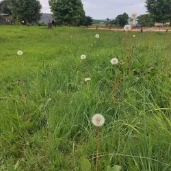 Kaapsehoop - Nelspruit