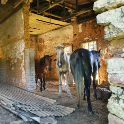 Kaapsehoop - Nelspruit