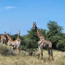Kruger National Park - Nelspruit