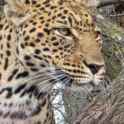 Moholoholo Wildlife Rehabilitation Centre - Nelspruit