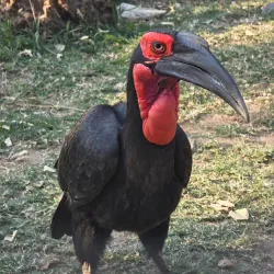 Moholoholo Wildlife Rehabilitation Centre - Nelspruit