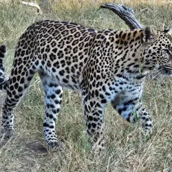 Moholoholo Wildlife Rehabilitation Centre - Nelspruit