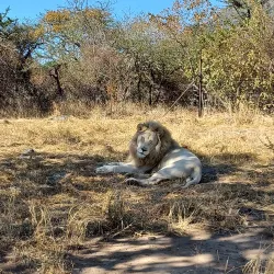 Moholoholo Wildlife Rehabilitation Centre - Nelspruit