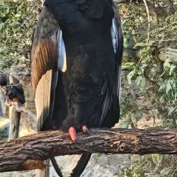 Moholoholo Wildlife Rehabilitation Centre - Nelspruit