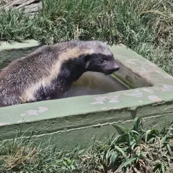 Moholoholo Wildlife Rehabilitation Centre - Nelspruit