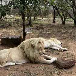 Moholoholo Wildlife Rehabilitation Centre - Nelspruit