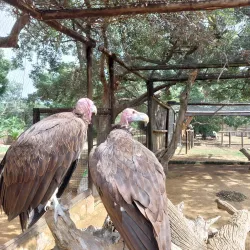 Moholoholo Wildlife Rehabilitation Centre - Nelspruit