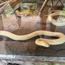 Reptile Park - Nelspruit