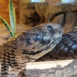 Reptile Park - Nelspruit