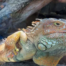 Reptile Park - Nelspruit