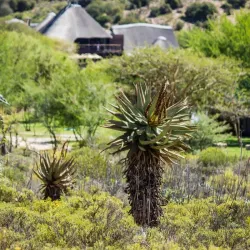 Buffelsdrift Game Lodge - Oudtshoorn