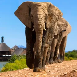 Buffelsdrift Game Lodge - Oudtshoorn